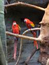 macaws.jpg